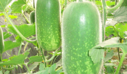 吃瓜菌大爆料,揭秘娱乐圈幕后真相